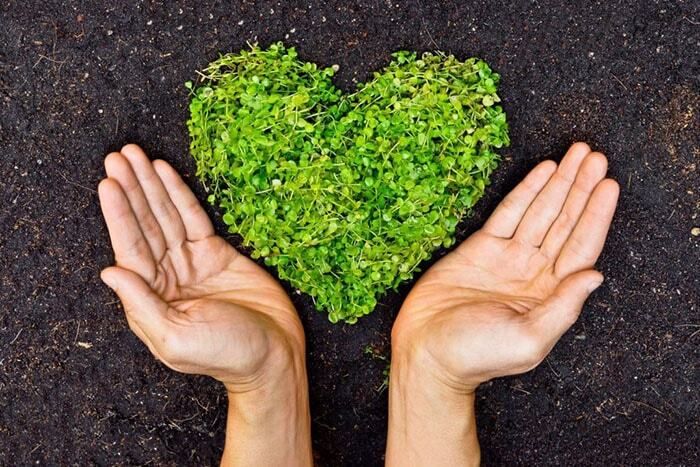 sprouts in the shape of a heart